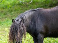 Pferd dunkel mit langer Mähne